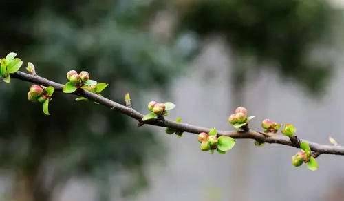 寻找春天的足迹