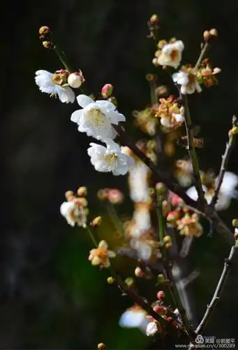 海口有棵珍贵的百年梅花树