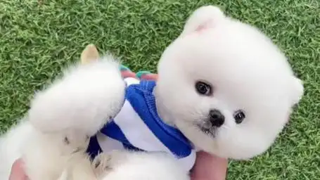 小奶狗这样子超萌可爱,让人爱不释手!