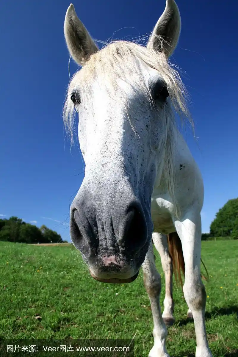 肖像,白马,垂直画幅,天空,侧面像