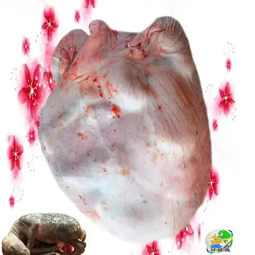 鹿场直销 鲜鹿胎(冷冻)干鹿胎 鲜鹿胎 鹿胎盘 一件代发量大从优