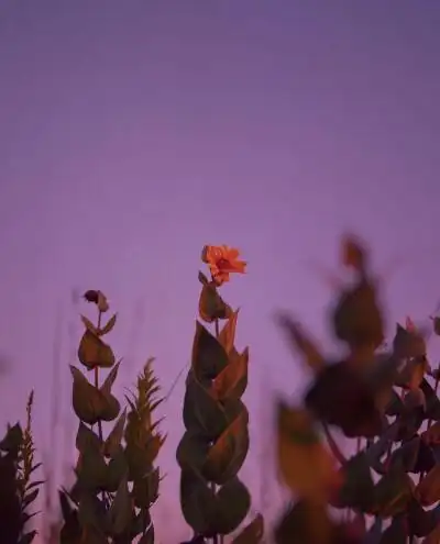 紫色景物背景图