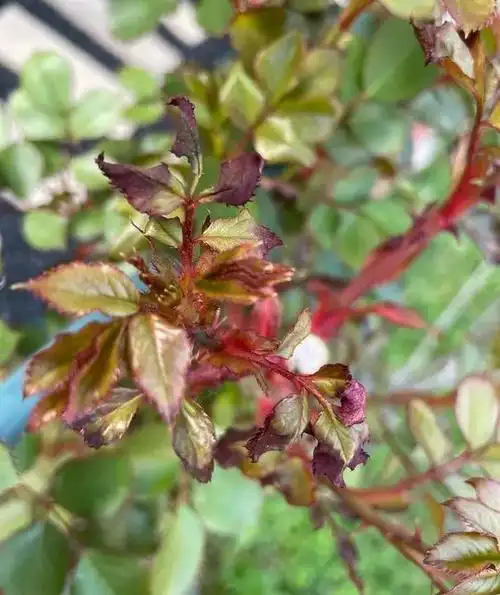 月季新叶畸形卷曲,还出现枯萎怎么回事?这两个诱因,春天很常见!