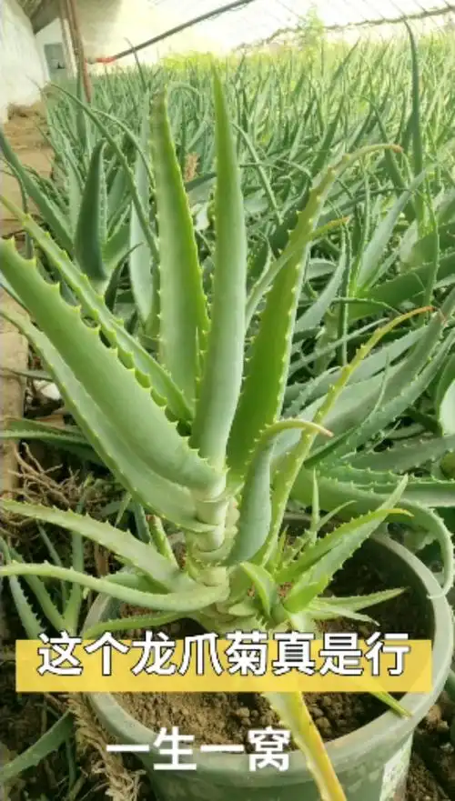 木立芦荟#一棵佛系植物