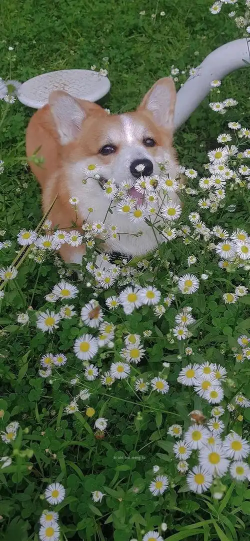 唯美,夏日清新风景图片,治愈系风景图片小清新,夏天风景美图超清 唯美