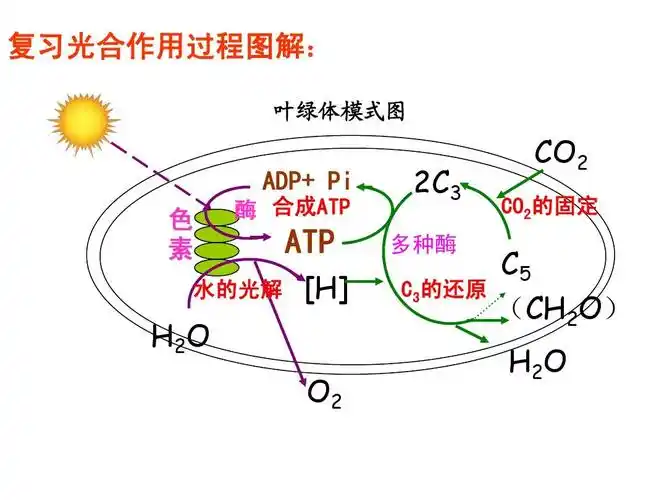 教育 高考 2013一轮复习第14讲 光合作用(2) 复习光合作用过程图解