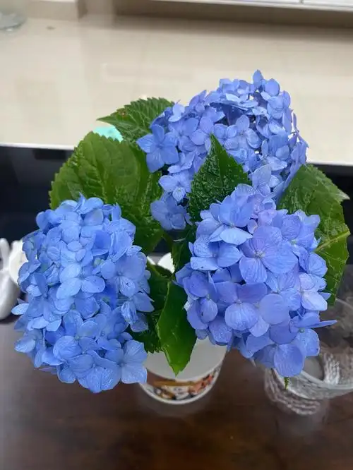 蓝色绣球真是太美了