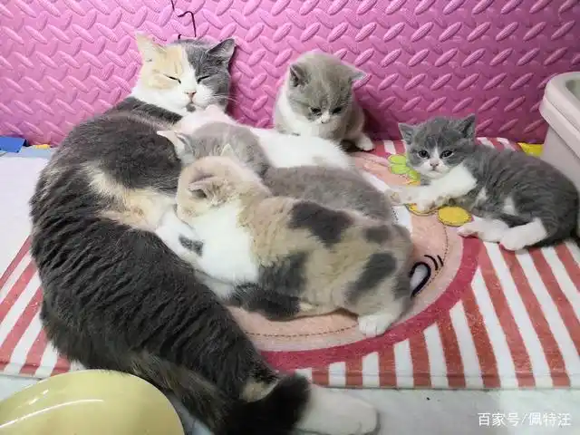 而英短和其它品种的猫杂交生产的幼崽,如英短和田园猫配出的三花揪