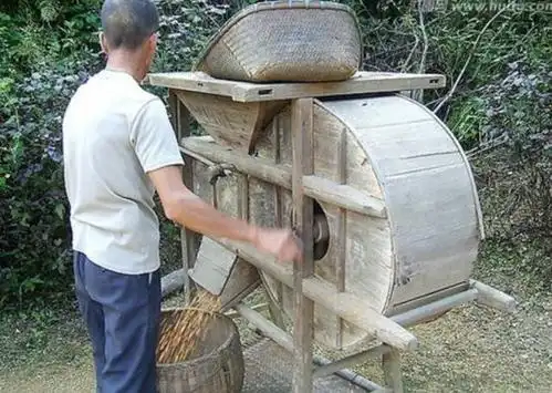 还记得这打稻机吗?爸妈站在那"打稻",我们就在旁边"喂稻".