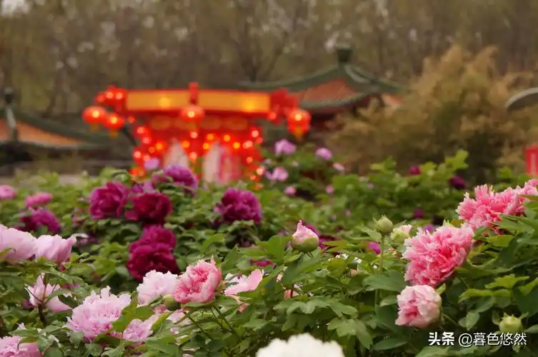 洛阳牡丹记洛阳牡丹记