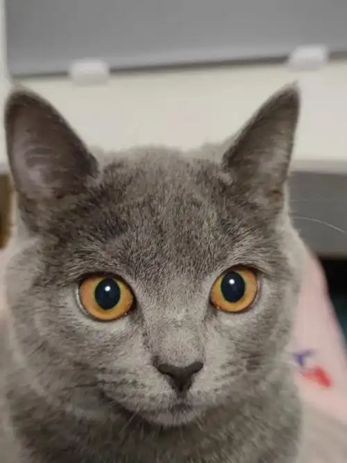 蓝猫是不是长得都一样