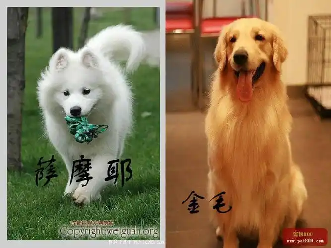 世界名犬排行榜ppt