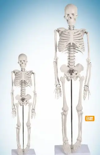 人体骨骼模型骨架绘画小白全身真人仿真医学带肌肉可拆卸骷髅脊柱