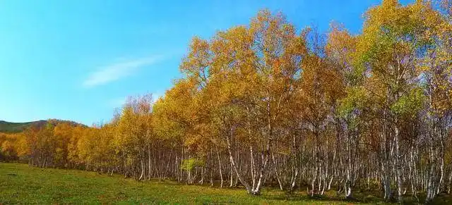 乌兰坝林场科尔沁沙地的天然屏障