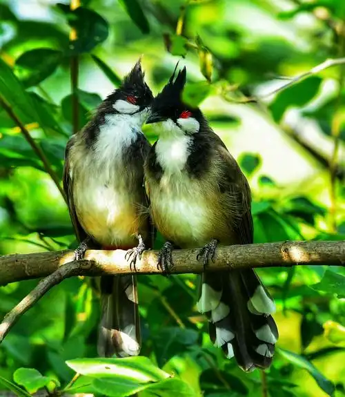 这是一对爱情鸟,在林子飞进飞出,好恩爱.
