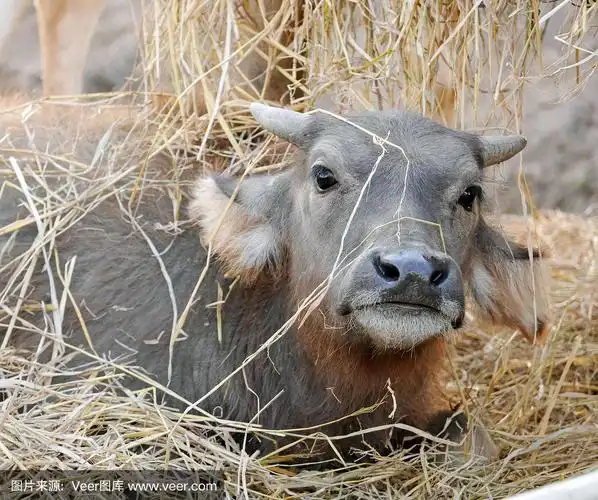 可爱的小水牛