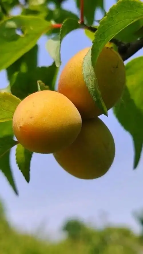《杏梅》春天花开,夏天果实!