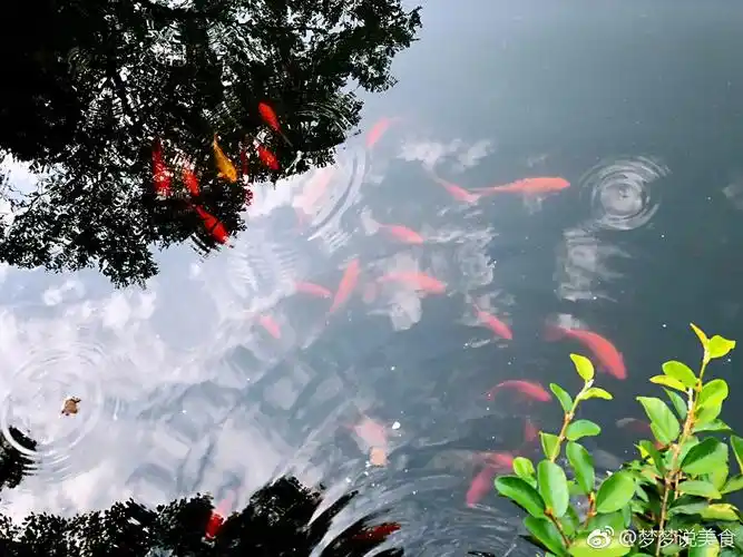 西湖十景花港观鱼