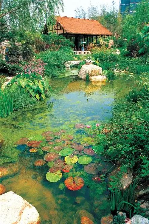 住宅区景观设计图-睡莲自然水池景石水生植物-设计师图库