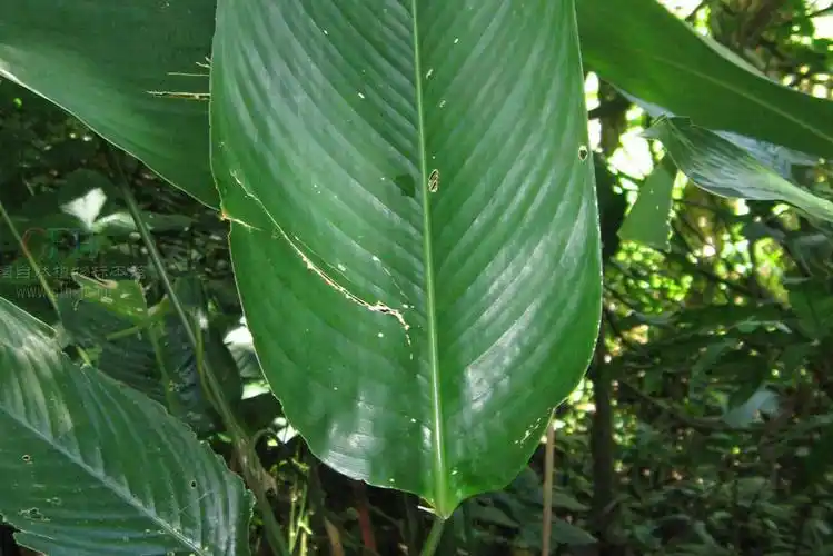 p>海南柊叶(学名:phrynium hainanense t. l.