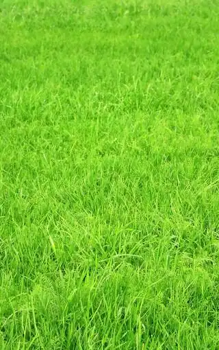 绿色护眼手机高清图片