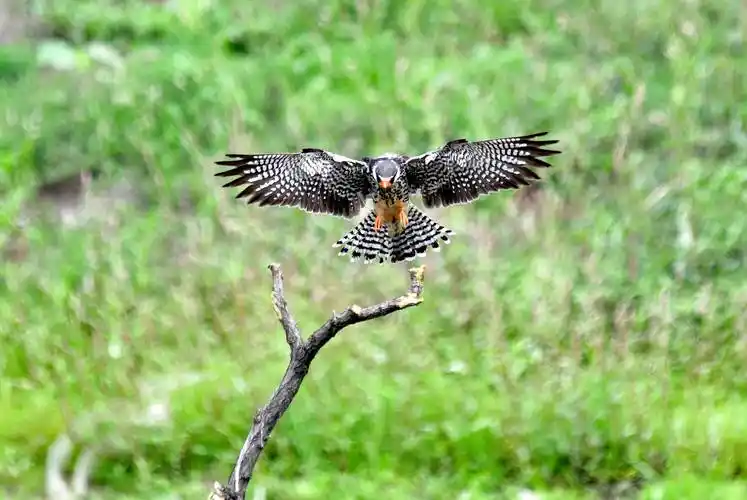 消灭害虫功绩卓著——阿穆尔隼_保护