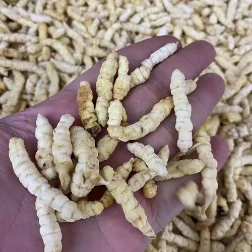 虫草参白虫草土冬虫草地虫草草石蚕地蚕地参草地蚕雪参虫草参批发
