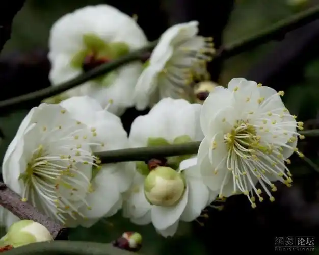 素雅芳香的金钱绿萼梅