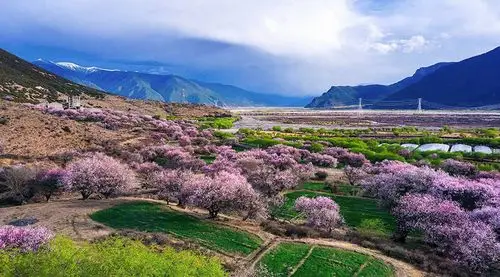 嘎朗村徜徉在花的的海洋,还有一个美丽的故事在这十里桃花中