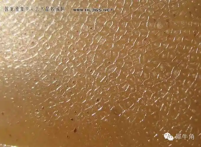 从角的底部观察,亚洲犀牛角的大纹路是网络纹,网络纹是"出筋"的纹.