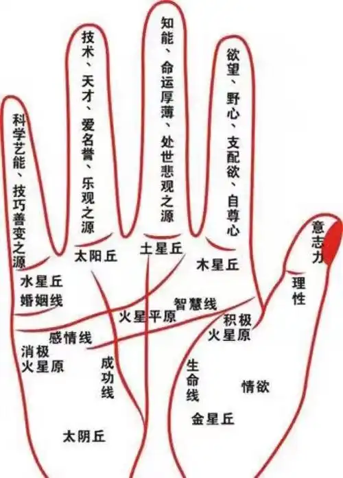 我们每一个人的手掌上都有掌纹,也有指纹,而每个人手掌上的掌纹和指纹