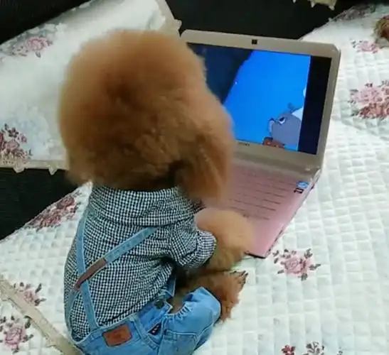 泰迪沉迷于看动画片,两眼放光盯着电脑不放,主人一旁很无奈_狗狗