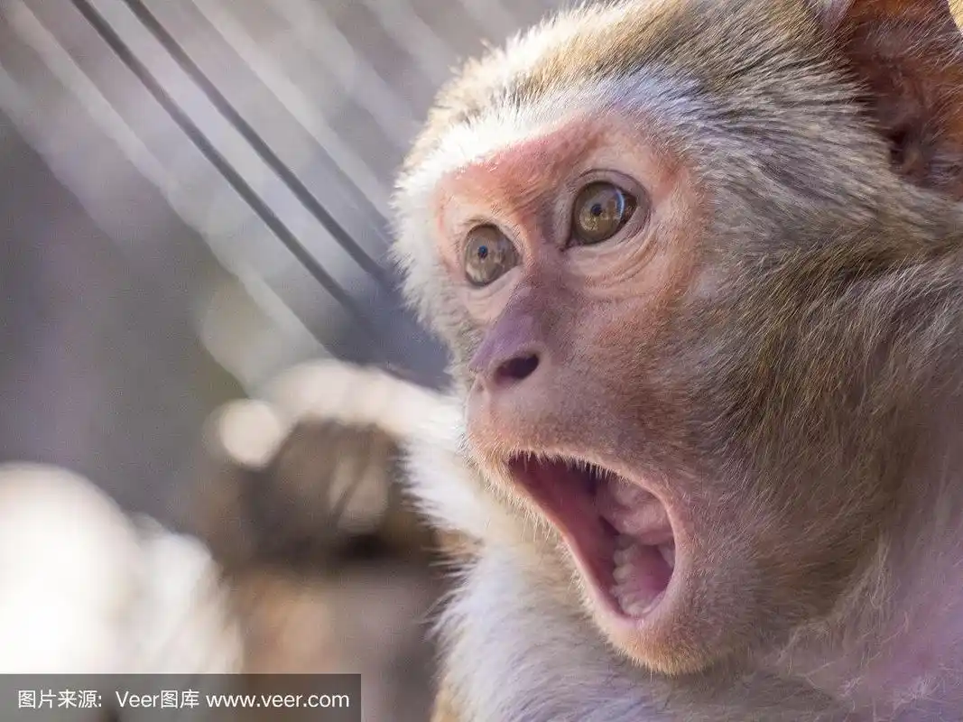 笼子里的尖叫猴子