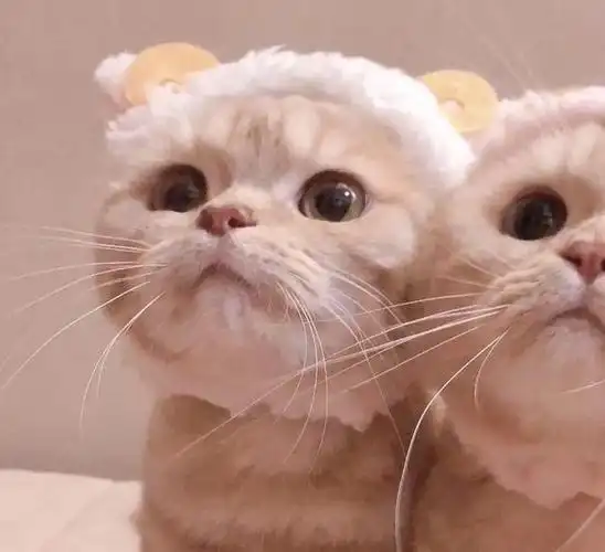 情侣头像敲可爱的猫咪情头