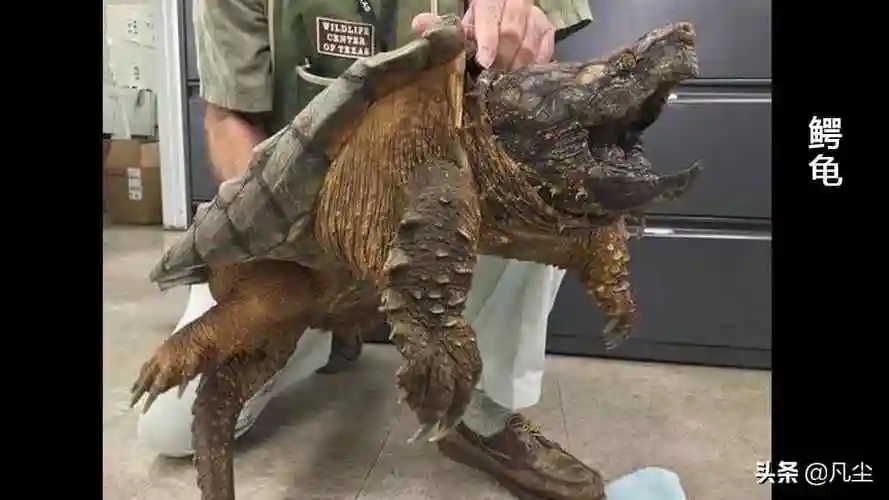 《山海经图解第六篇》:旋龟