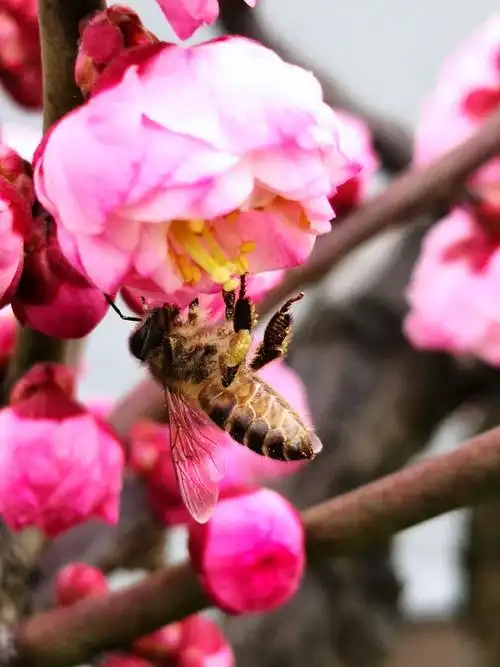 冬去春归梅花怒放,独枝傲立暗香袭人,耳边响起那红梅賛,心旷神怡美不