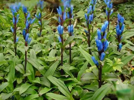 植物龙胆图片_龙胆草的功效与作用及禁忌|药用价值_龙胆草的种植方法