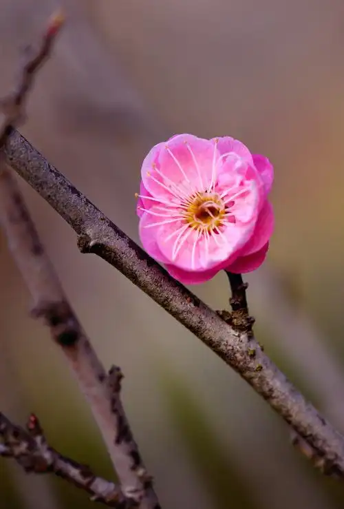 一枝梅花