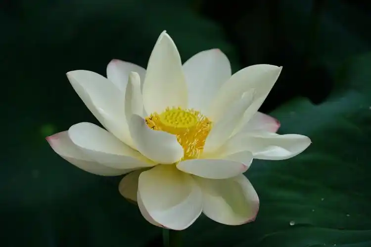 冰清玉洁白荷花