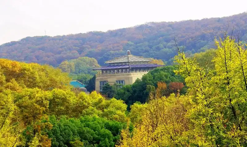 醉是银杏叶金黄--国内最美的大学武汉大学秋景
