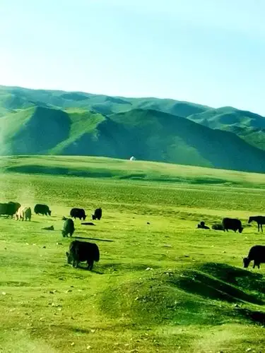 12～13 杨川恒 写美篇蓝天,雪山,草地 巴音布鲁克草原是我国最大的