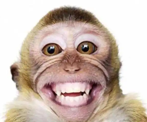 首页123456下一页精选头像熊出没二狗子大马猴搞笑图片眼镜加蛇的搞笑