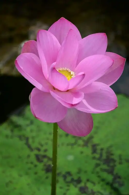 映日荷花别样红