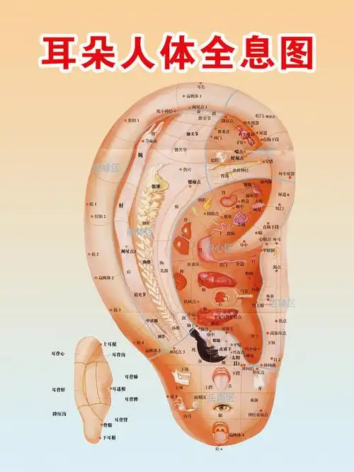 装饰画写真海报印制展板喷绘贴画耳朵耳部人体写真
