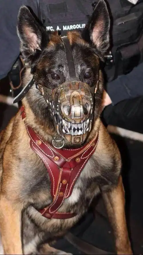 美国警犬装的钛合金狗牙一颗抵我三个月的生活费