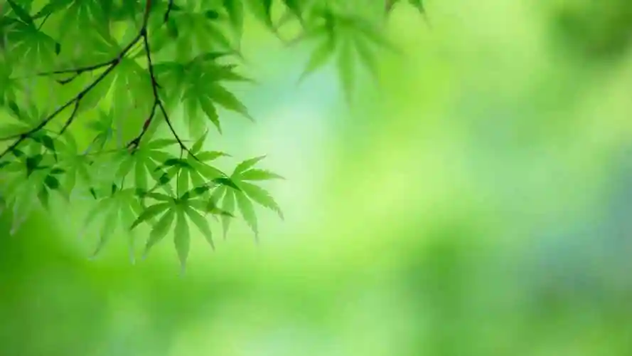 最好的护眼绿图片纯色-植物壁纸 - 壁纸家