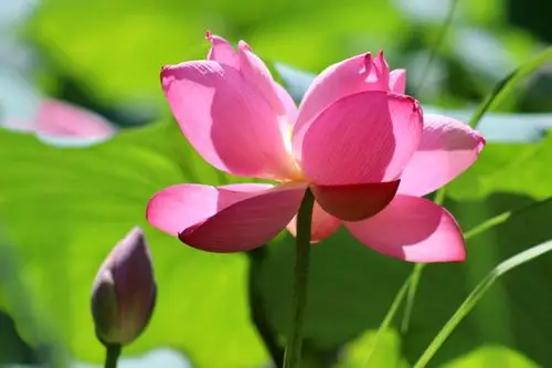 心如莲花,人生便能一路芬芳