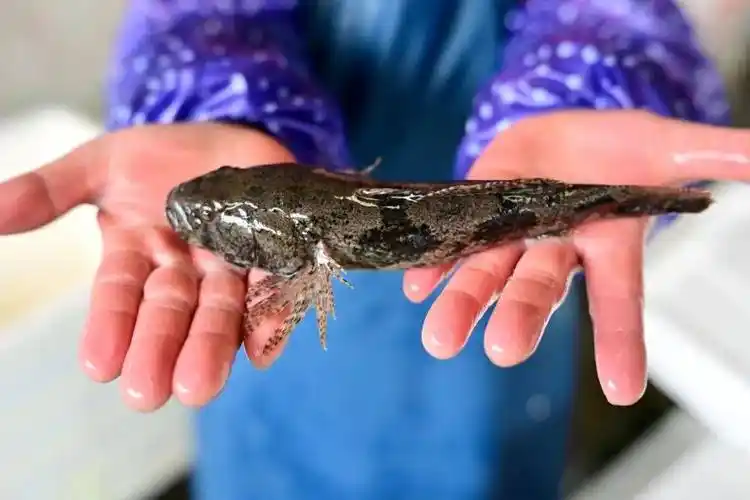 传统塘鳢鱼做法很多煎之,煮之,蒸之俱可可腌芥作汤,作羹,尤鲜除了塘鳢