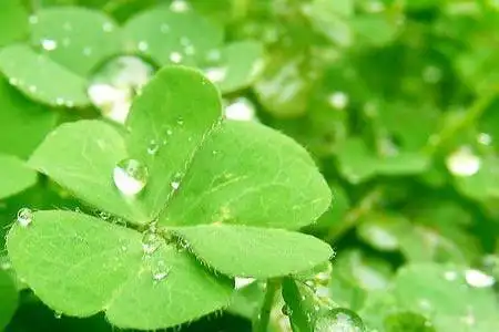 四叶草的花语有怎么样的传说