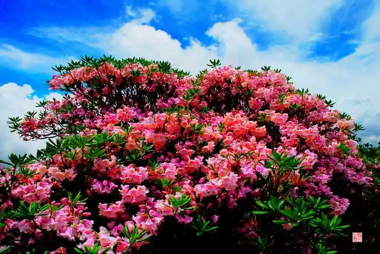雷公山上盛开的杜鹃花